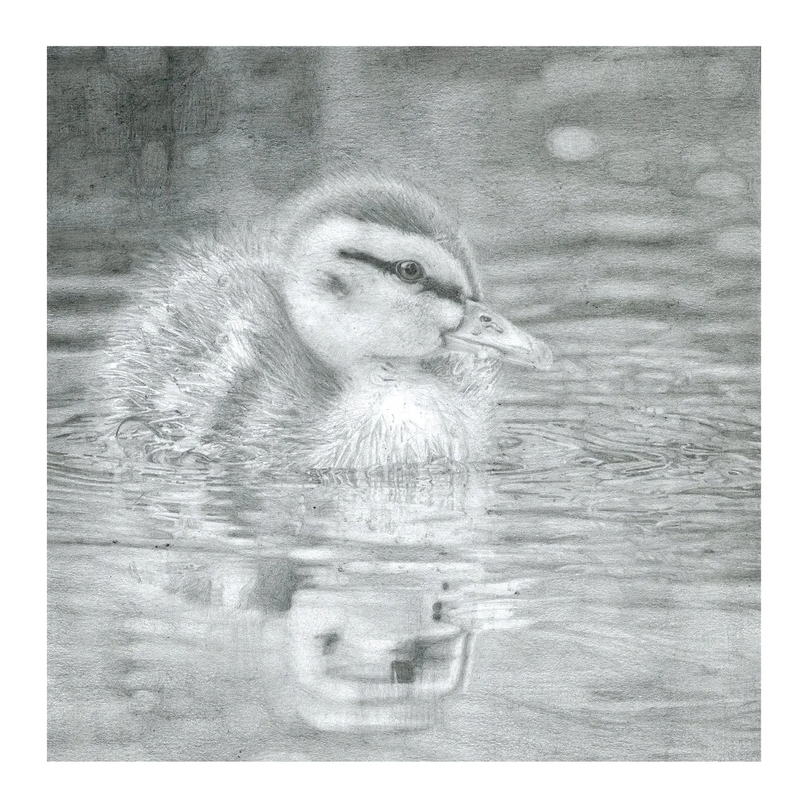 Mallard Duckling Pencil Drawing Greeting Card