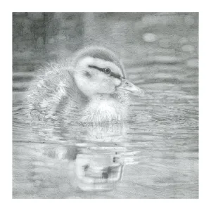 Mallard Duckling Pencil Drawing Greeting Card
